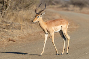 Impala (Aepyceros melampus), adult male crossing a road, Mpumalanga, South Africa Impala (Aepyceros melampus), adult male crossing a road, Mpumalanga, South Africa